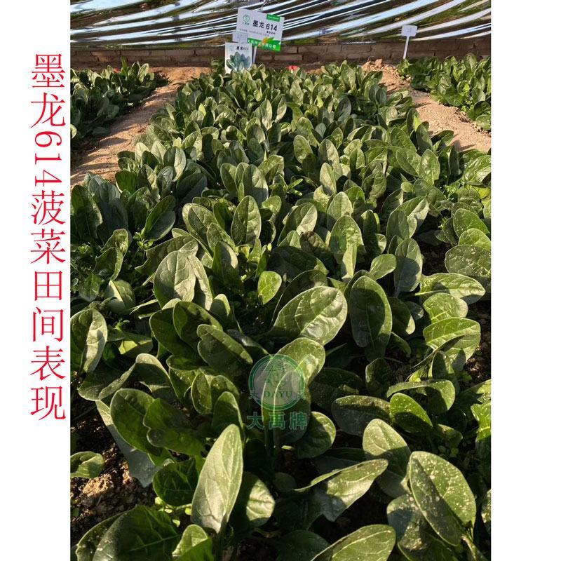 火焰山B耐热夏季菠菜种籽圆叶越夏菠菜种子丹麦菠菜种子