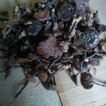 野生灵芝