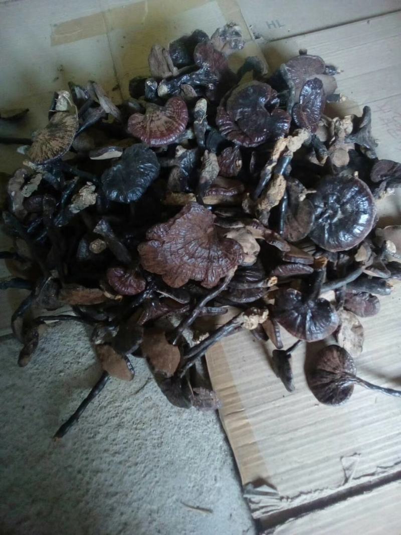 野生灵芝