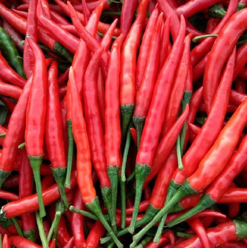 小米椒，艳红辣椒，精品货，产地一手货源，代收代发全国