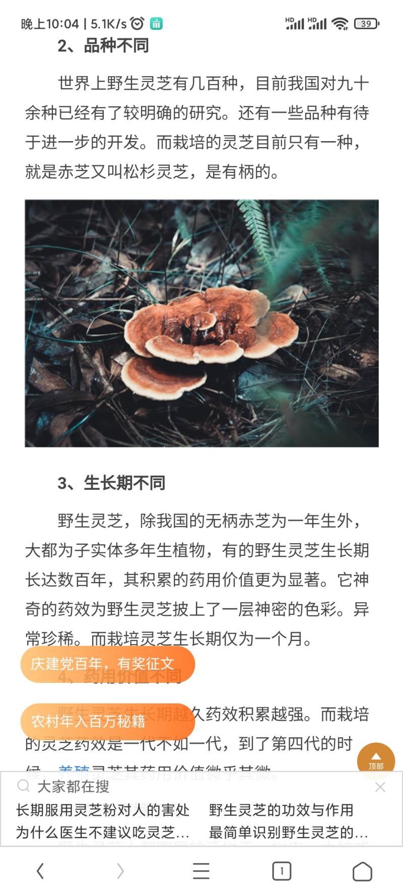 野生灵芝