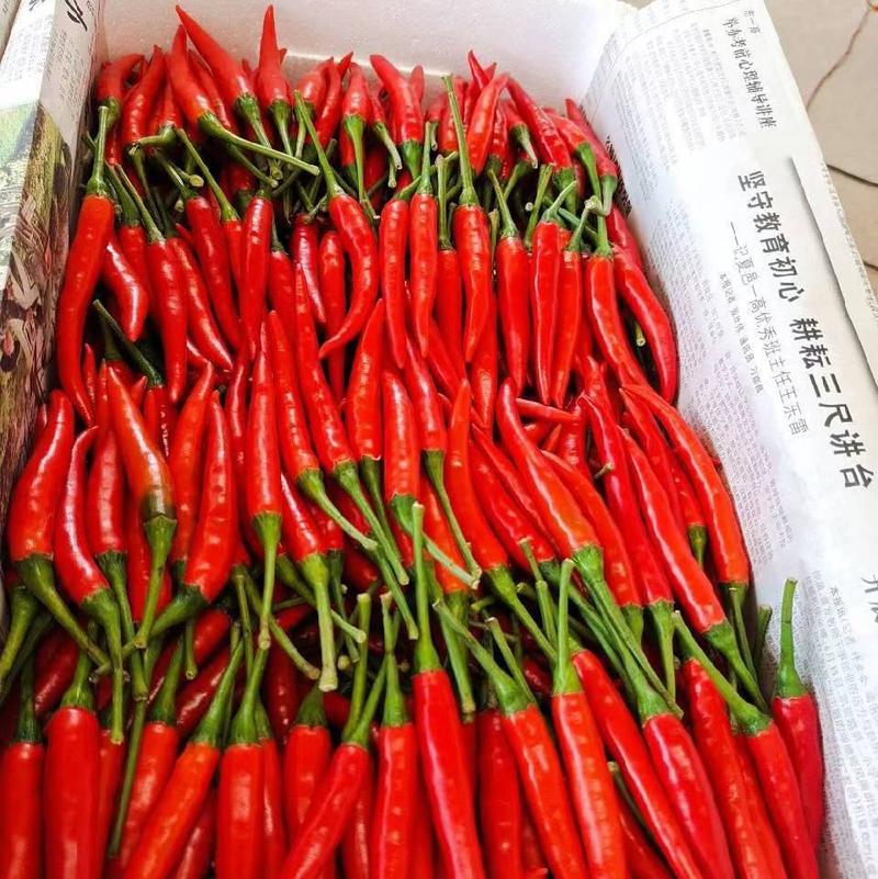 小米椒，艳红辣椒，精品货，产地一手货源，代收代发全国