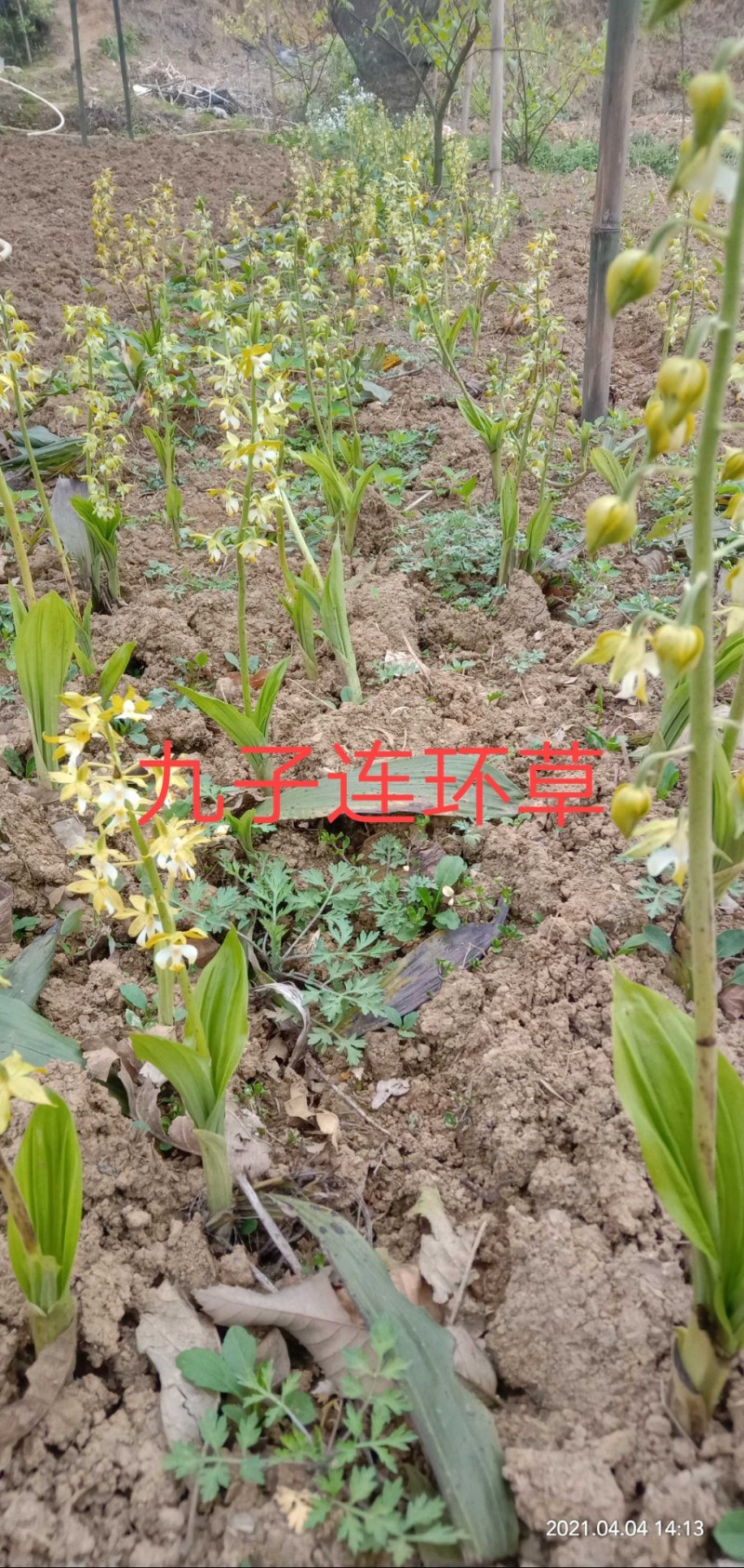 野生九子连环草，岩白芨，