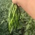 河南商丘线椒精品货，产地一手货源，可以全国代收代发！！！