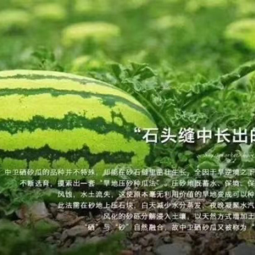 宁夏中卫香山硒砂瓜现已上市，代收代发全国一条龙服务，