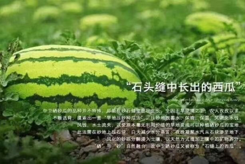 宁夏中卫香山硒砂瓜现已上市，代收代发全国一条龙服务，
