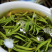 绿茶