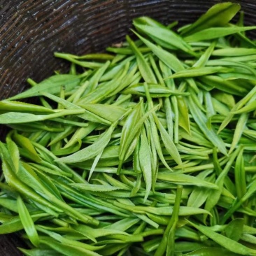绿茶
