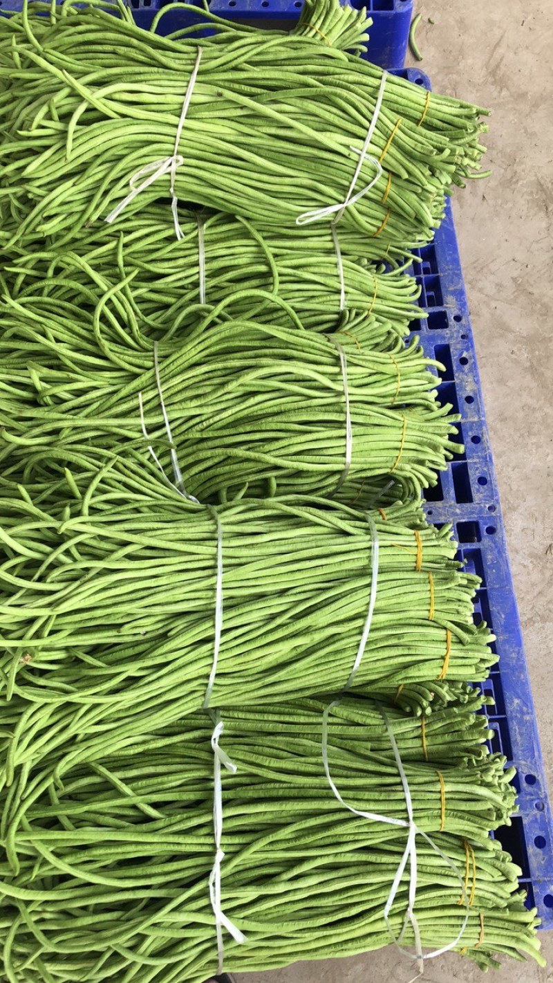 长豆角大量上市