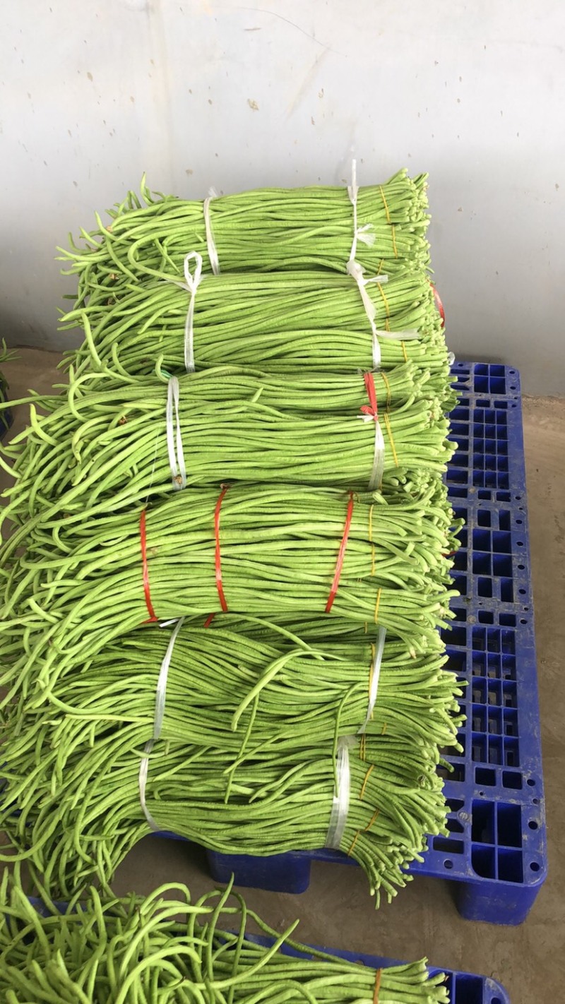 长豆角大量上市