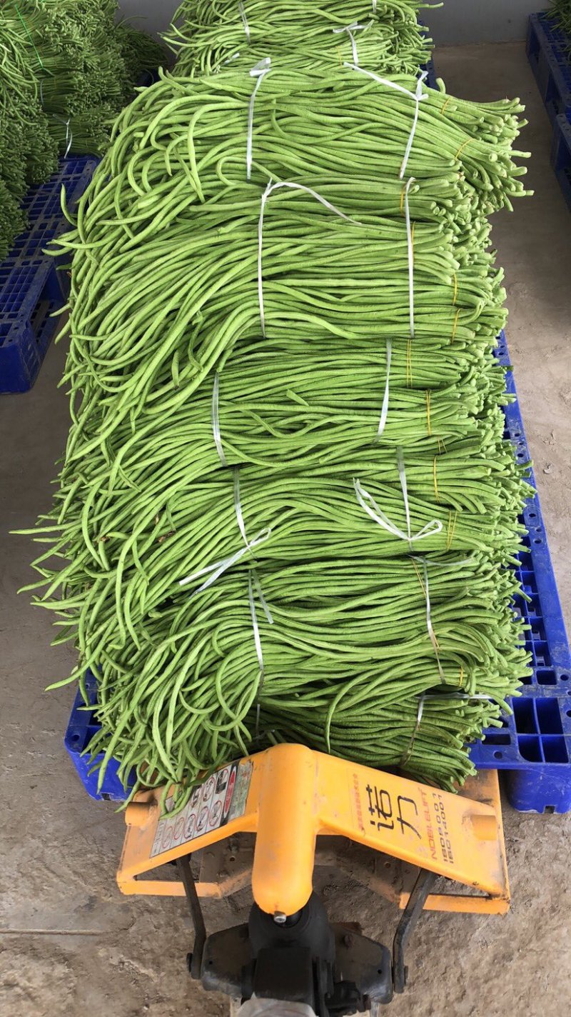 长豆角大量上市