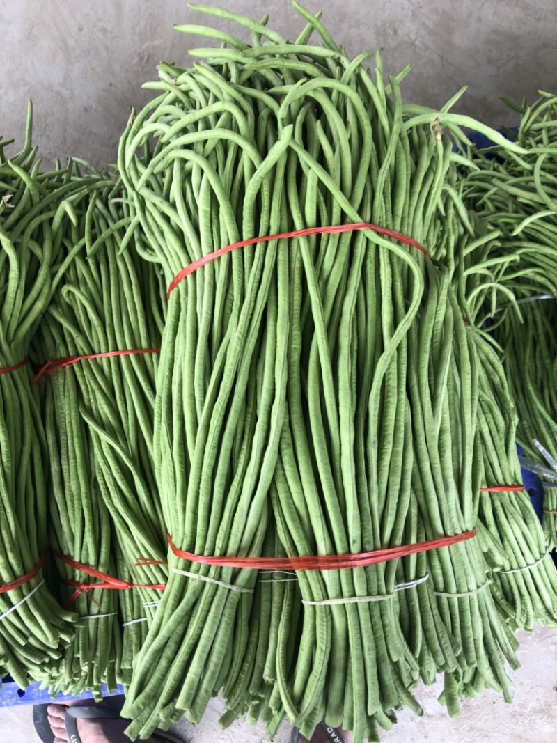 长豆角大量上市