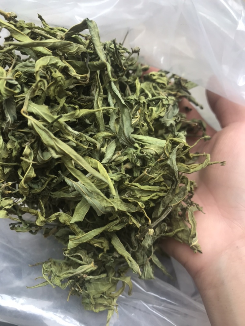 忧盾草全叶，黎王草，鳄嘴花，忧遁草