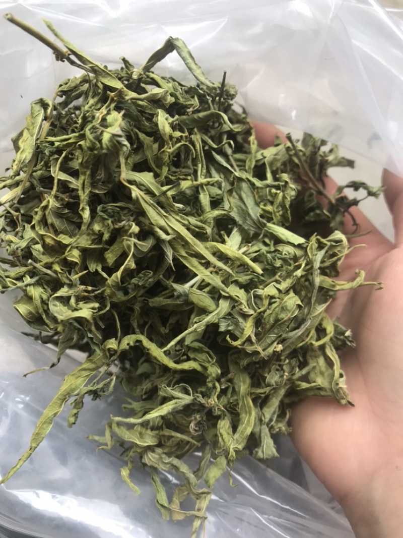 忧盾草全叶，黎王草，鳄嘴花，忧遁草