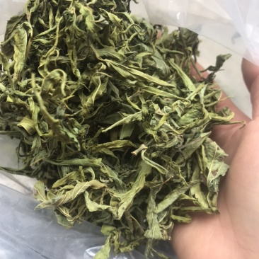 忧盾草全叶，黎王草，鳄嘴花，忧遁草