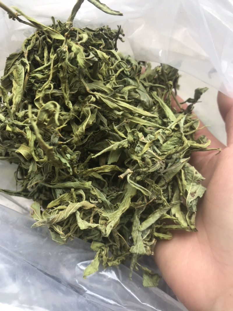 忧盾草全叶，黎王草，鳄嘴花，忧遁草