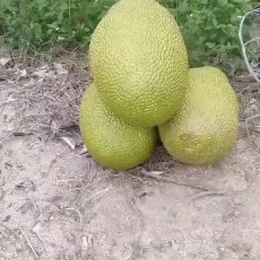 海南三亚菠萝蜜源头精品大果干苞黄肉现摘现发品质好