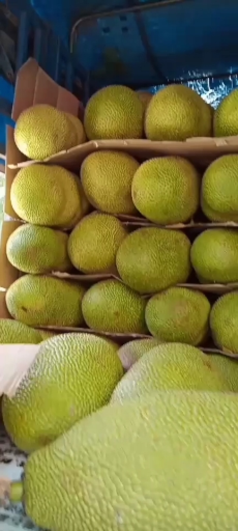 海南三亚菠萝蜜源头精品大果干苞黄肉现摘现发品质好