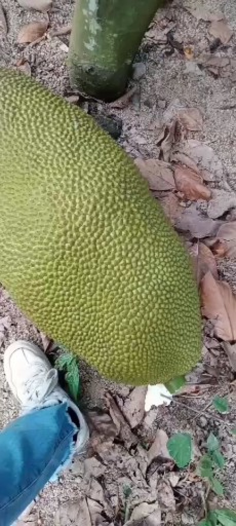 海南三亚菠萝蜜源头精品大果干苞黄肉现摘现发品质好