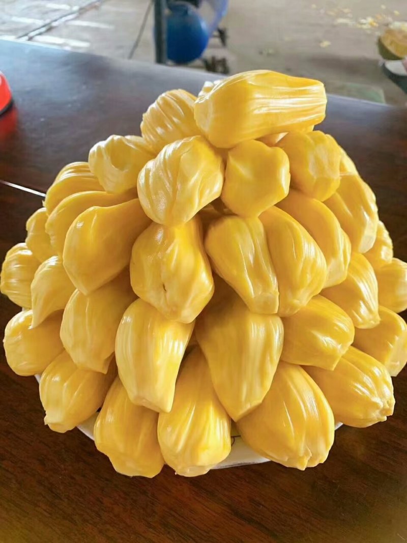 海南三亚菠萝蜜源头精品大果干苞黄肉现摘现发品质好