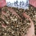 入地蜈蚣，蜘蛛抱蛋水洗切断