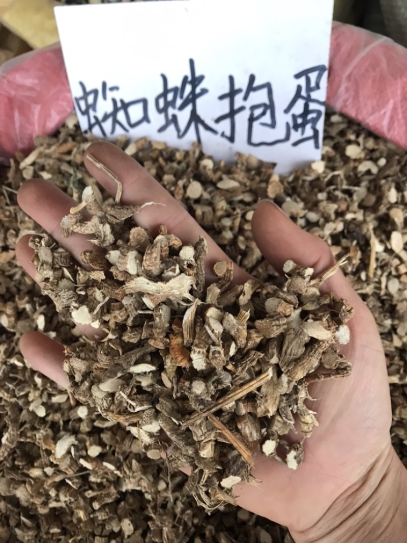 入地蜈蚣，蜘蛛抱蛋水洗切断