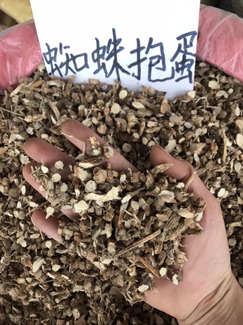 入地蜈蚣，蜘蛛抱蛋水洗切断