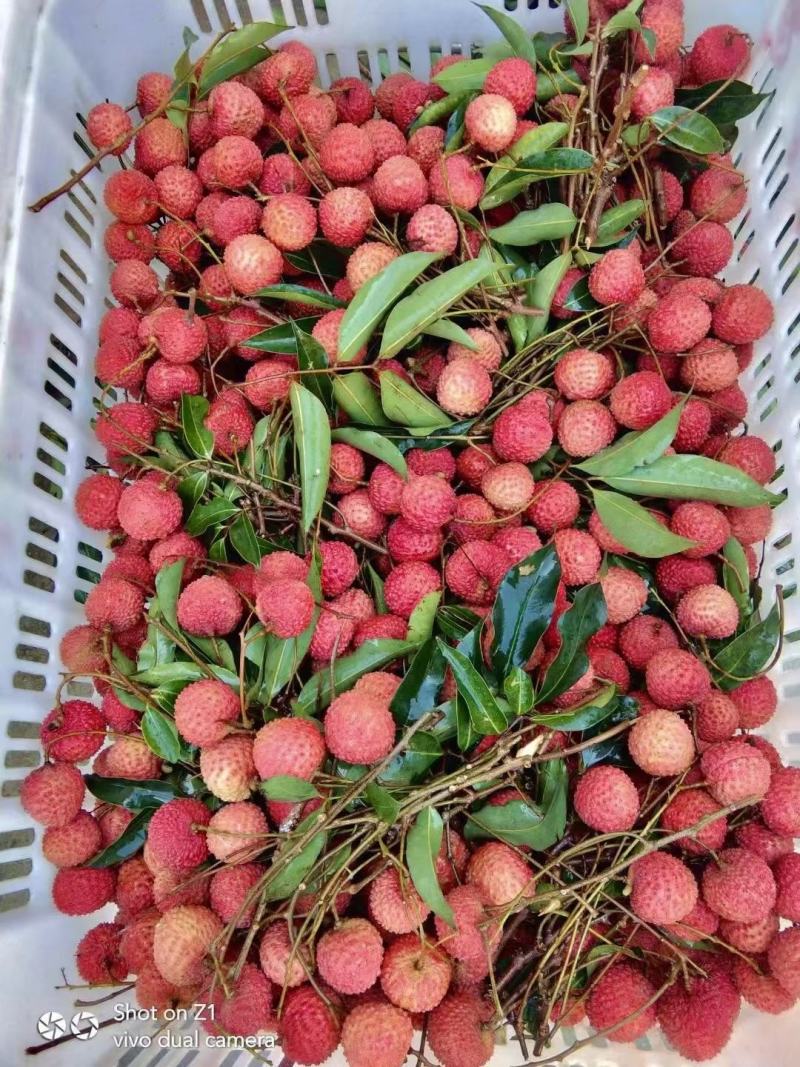 广东桂味荔枝桂味贵味细核荔枝新鲜采摘即将上市