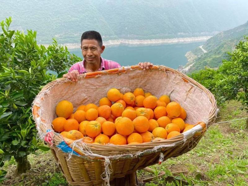 湖北秭归夏橙果园直供地头看货按需采摘欢迎咨询选购