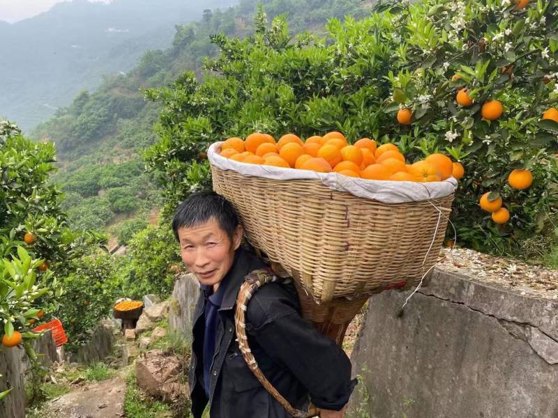 湖北秭归夏橙果园直供地头看货按需采摘欢迎咨询选购