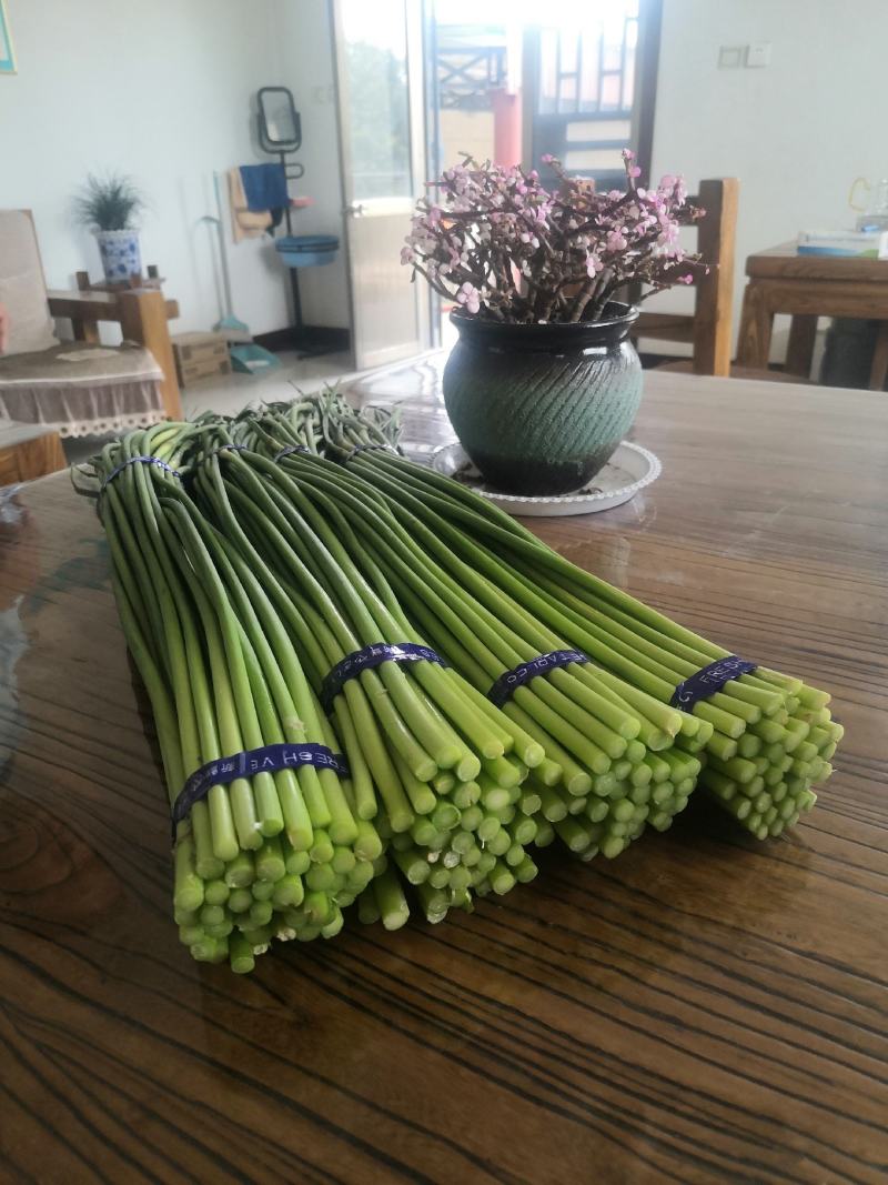 优质精品红帽蒜苔白帽蒜苔