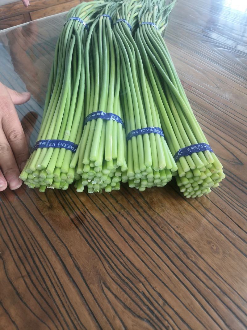 优质精品红帽蒜苔白帽蒜苔