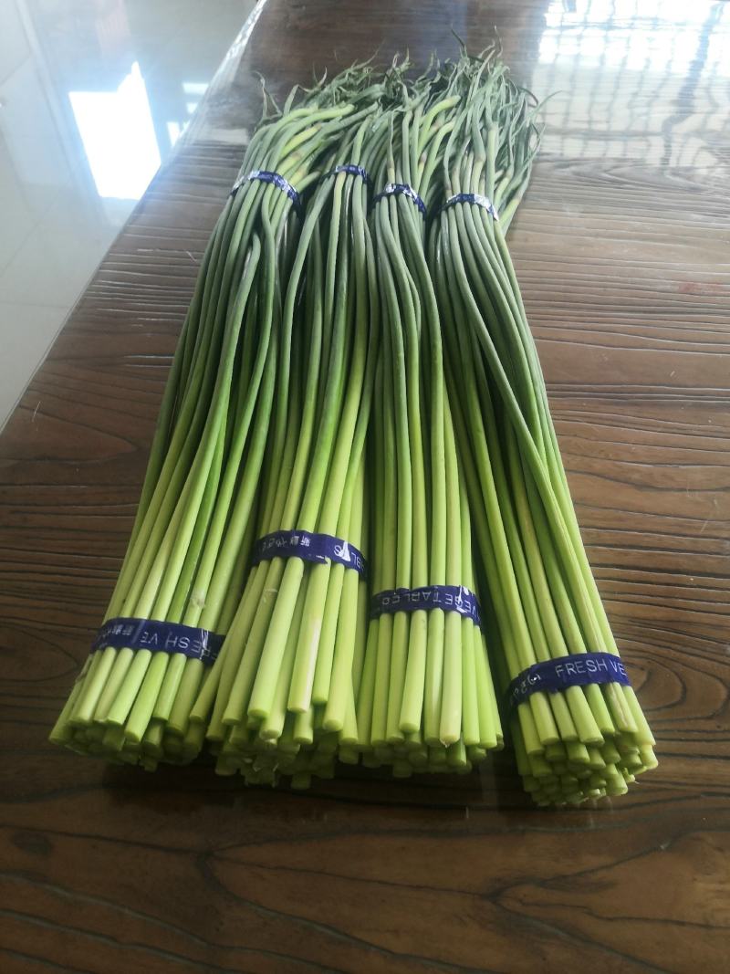 优质精品红帽蒜苔白帽蒜苔