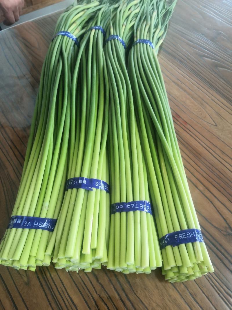 优质精品红帽蒜苔白帽蒜苔