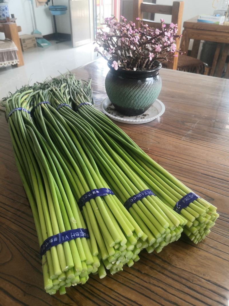 优质精品红帽蒜苔白帽蒜苔