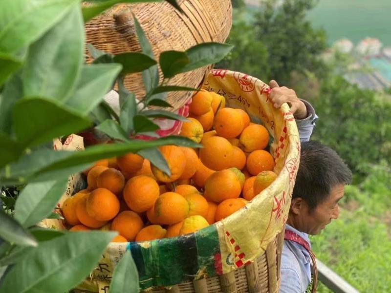 湖北秭归夏橙果园直供地头看货按需采摘欢迎咨询选购