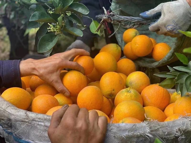 湖北秭归夏橙果园直供地头看货按需采摘欢迎咨询选购