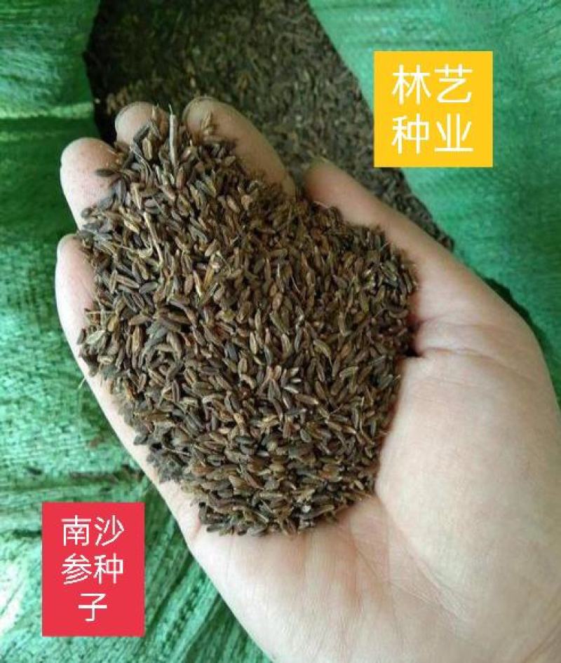 南沙参种子中药材种子轮叶沙参泡参泡沙参种子四季播种种子