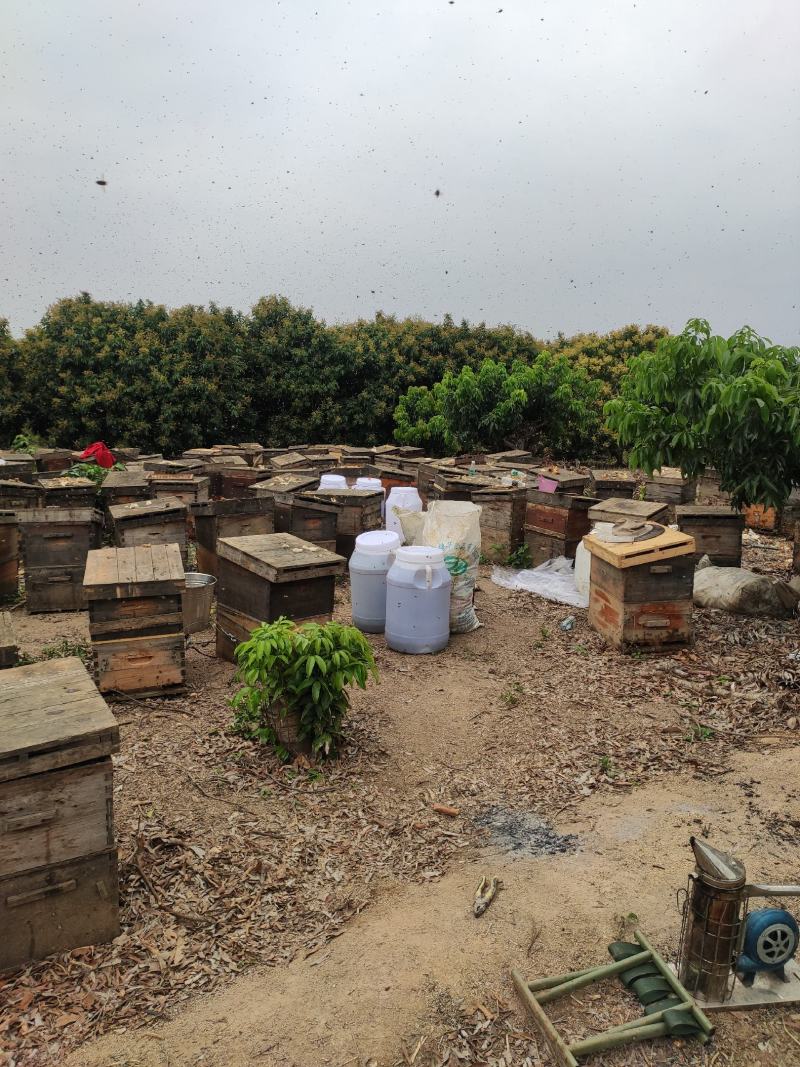 蜂蜜荔枝蜜自产自销优质蜂蜜