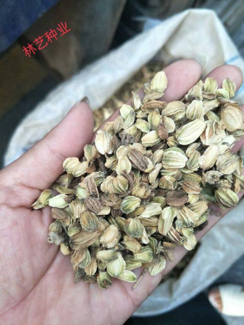 散装北沙参种子中药材海沙参银条参莱阳参种子北条参种子