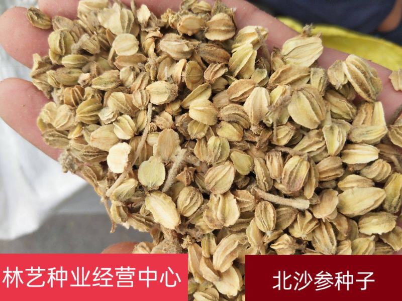 散装北沙参种子中药材海沙参银条参莱阳参种子北条参种子