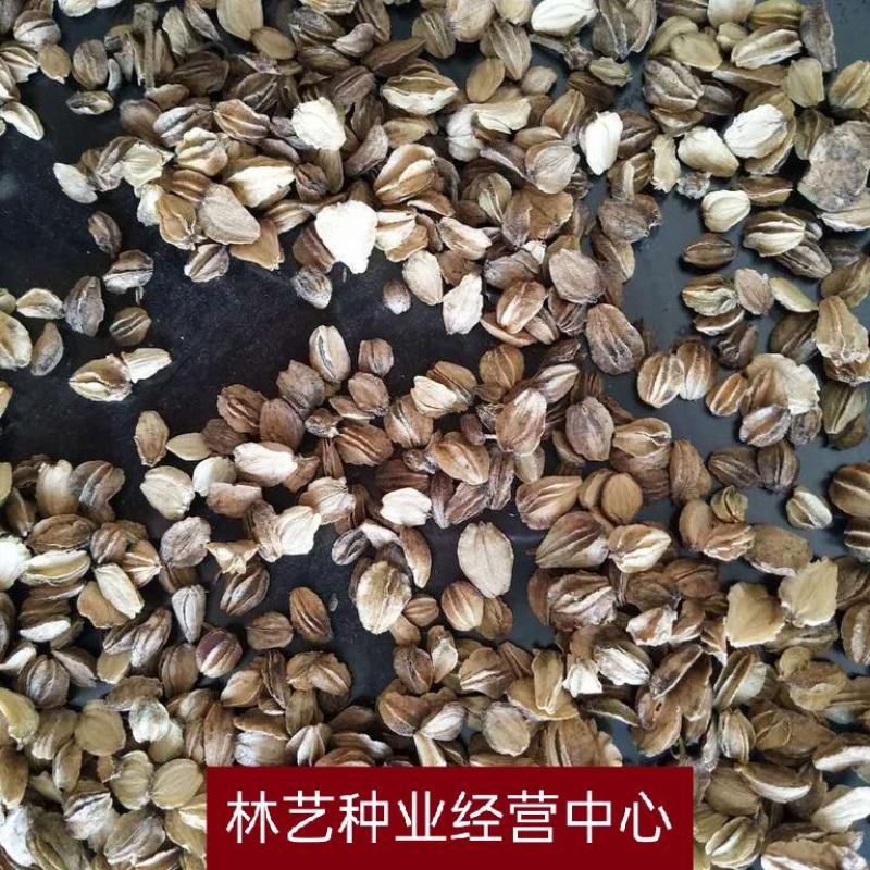散装北沙参种子中药材海沙参银条参莱阳参种子北条参种子