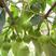 新采优质油桐种子油桐树种子桐油树种子桐子树光桐木油树