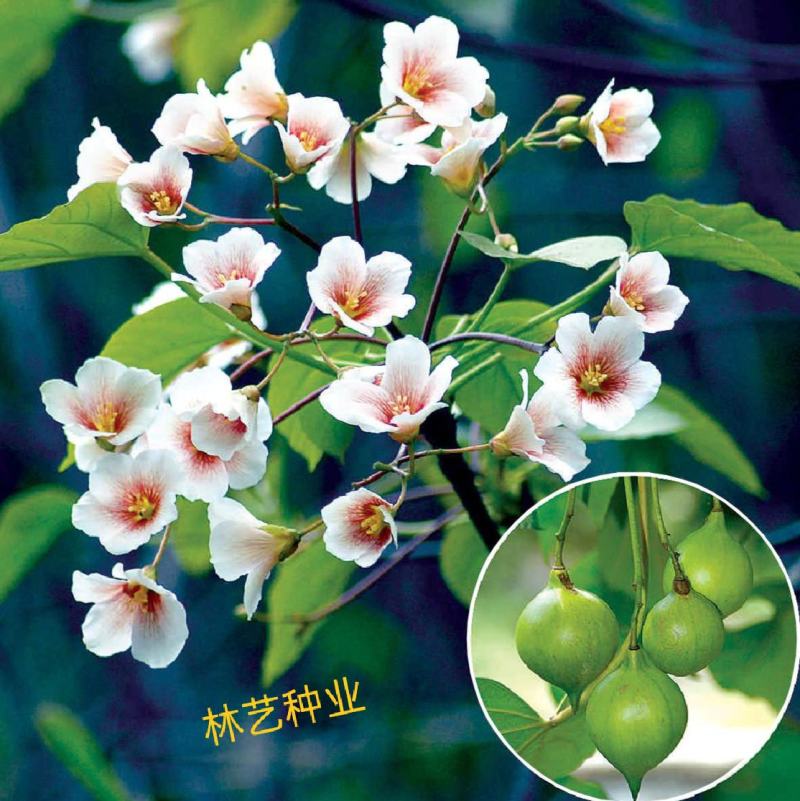 新采优质油桐种子油桐树种子桐油树种子桐子树光桐木油树