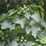 新采优质油桐种子油桐树种子桐油树种子桐子树光桐木油树