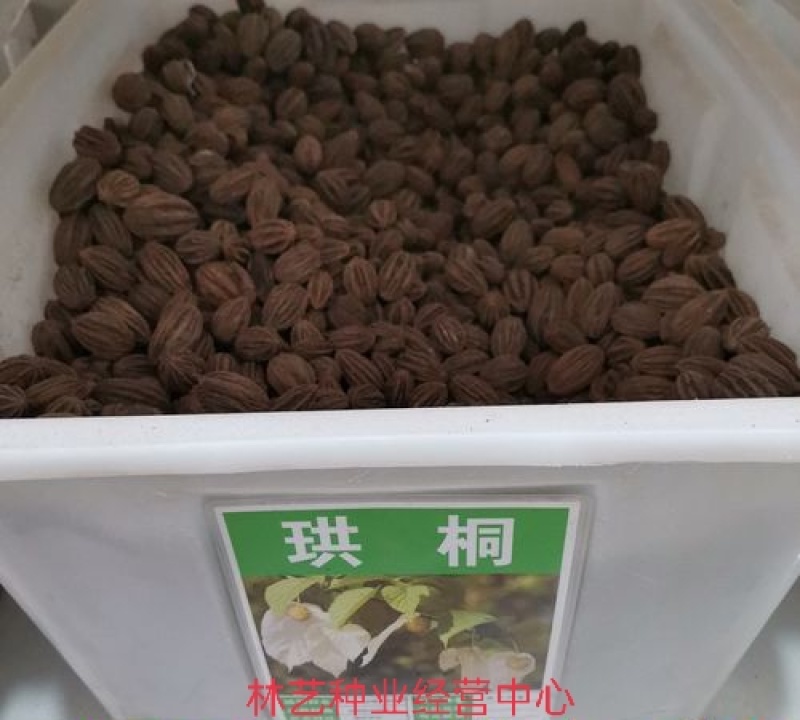 珙桐种子珙桐树种子珙桐苗种子珙桐树苗种子优质珙桐种子