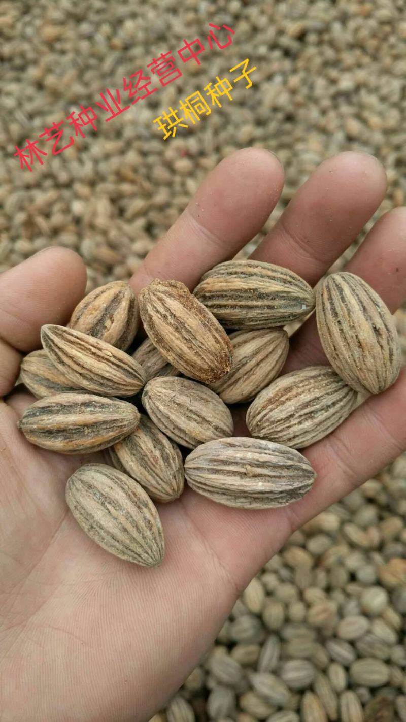 珙桐种子珙桐树种子珙桐苗种子珙桐树苗种子优质珙桐种子