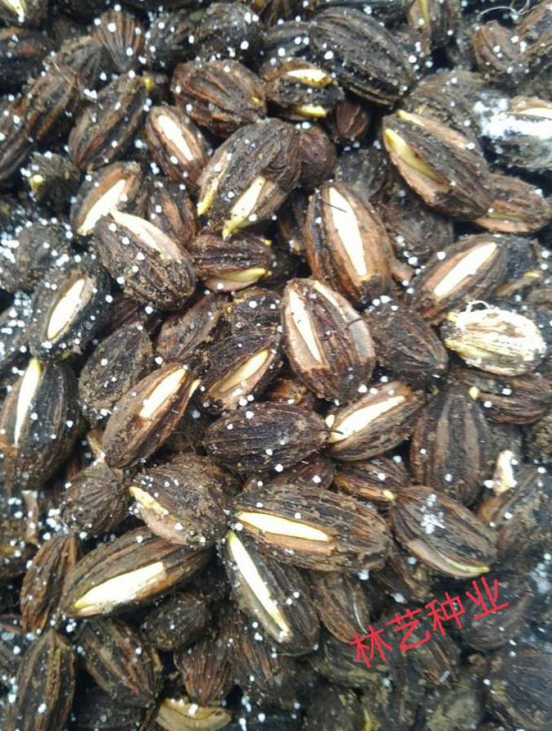 珙桐种子珙桐树种子珙桐苗种子珙桐树苗种子优质珙桐种子