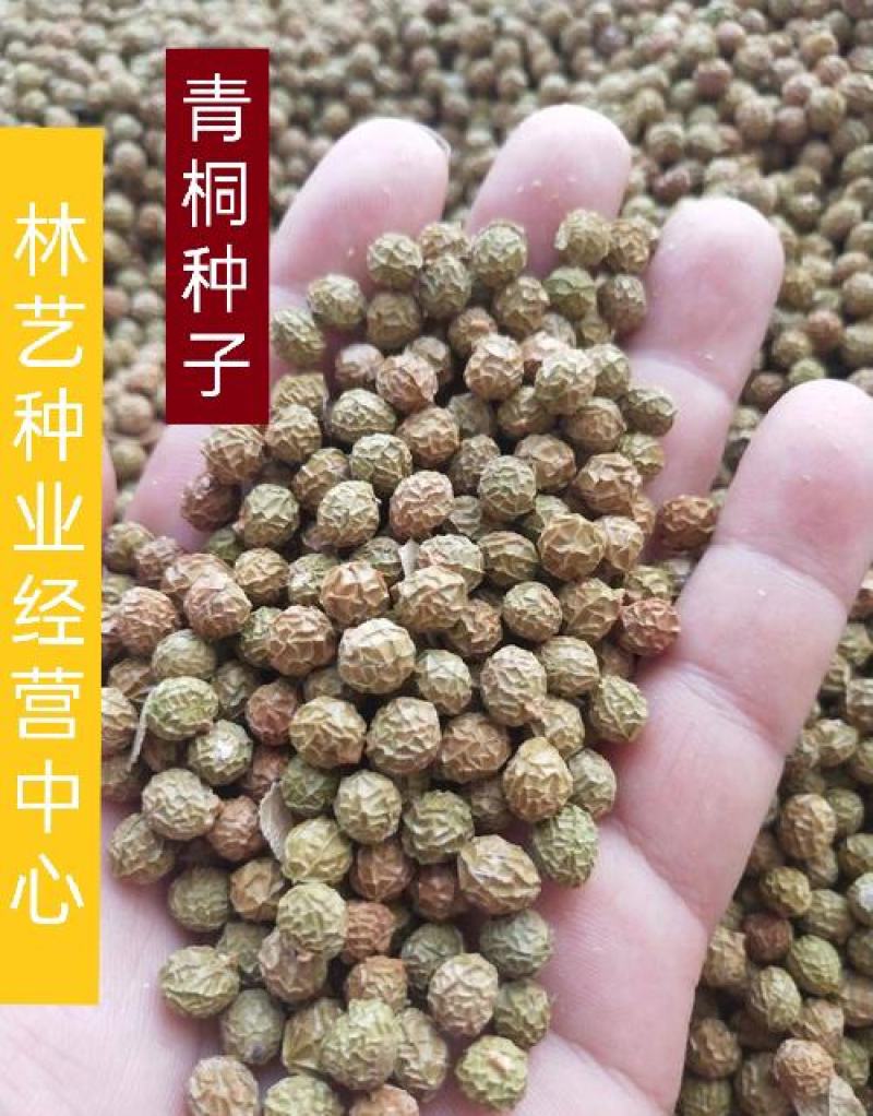 新采林木树种青桐种子青铜树别名梧桐行道树种灌木林木乔木树