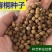 新采林木树种青桐种子青铜树别名梧桐行道树种灌木林木乔木树